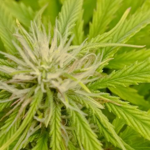 Purple Haze Auto #01. 10 growlog timeline photo