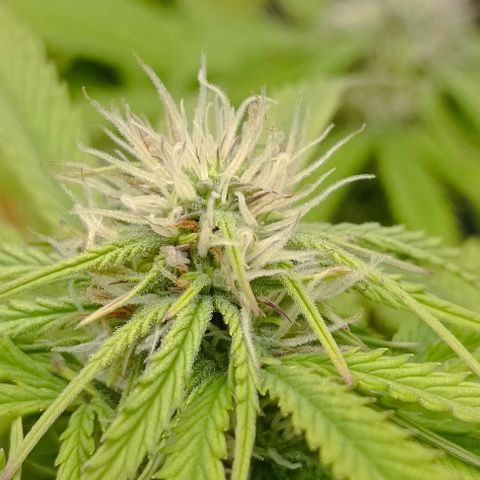 Purple Haze Auto #01. 10 growlog timeline photo
