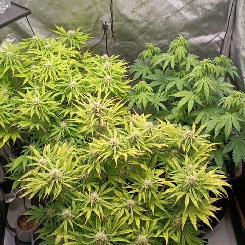 Purple Haze Auto #02. 06 growlog timeline photo