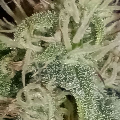 Purple Haze Auto #02. 06 growlog timeline photo