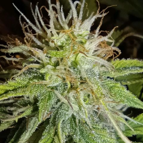 Purple Haze Auto #02. 06 growlog timeline photo