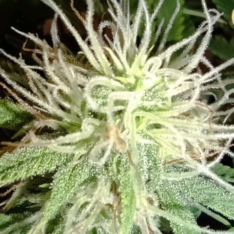 Purple Haze Auto #02. 06 growlog timeline photo