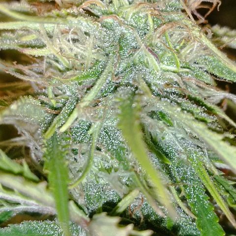 Purple Haze Auto #02. 06 growlog timeline photo