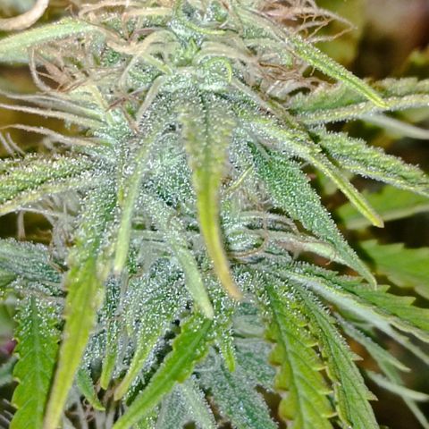 Purple Haze Auto #02. 06 growlog timeline photo