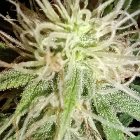 Purple Haze Auto #02. 06 growlog timeline photo
