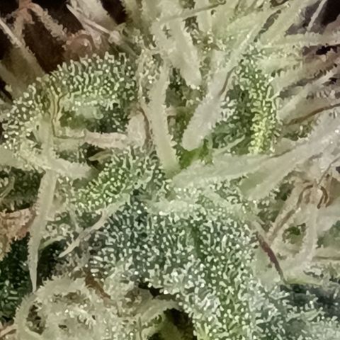 Purple Haze Auto #02. 06 growlog timeline photo