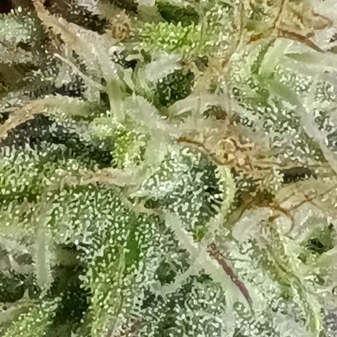 Purple Haze Auto #02. 06 growlog timeline photo