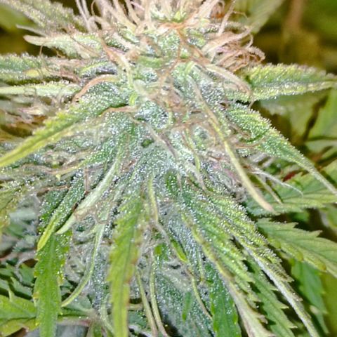 Purple Haze Auto #02. 06 growlog timeline photo