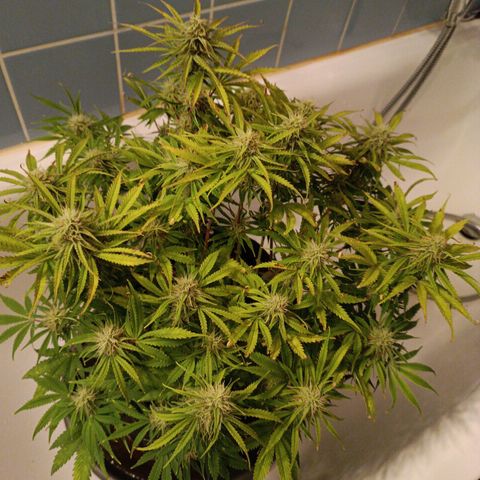 Purple Haze Auto #02. 06 growlog timeline photo