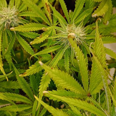 Purple Haze Auto #02. 06 growlog timeline photo