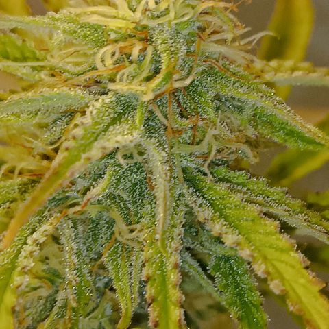 Purple Haze Auto #02. 06 growlog timeline photo