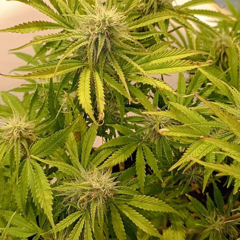 Purple Haze Auto #02. 06 growlog timeline photo