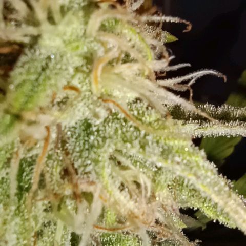 Purple Haze Auto #02. 06 growlog timeline photo