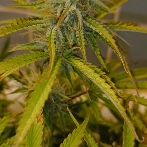Purple Haze Auto #02. 06 growlog timeline photo