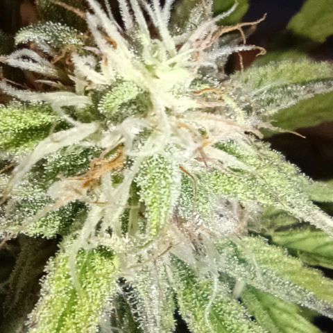 Purple Haze Auto #02. 06 growlog timeline photo