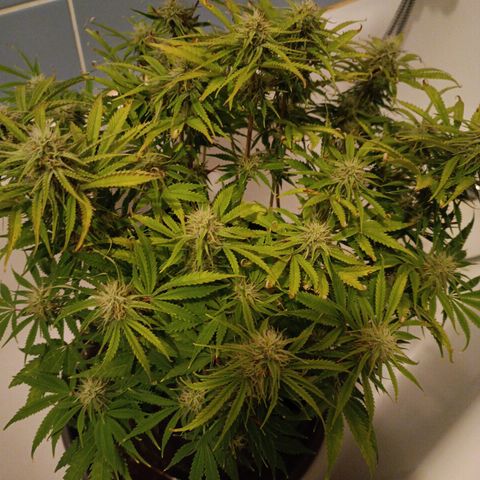Purple Haze Auto #02. 06 growlog timeline photo