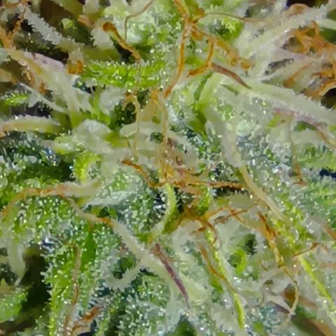Purple Haze Auto #02. 06 growlog timeline photo