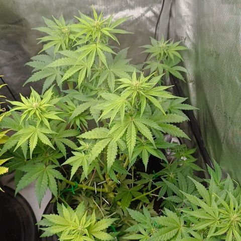 Wedding Cake Auto #03. 02 growlog timeline photo