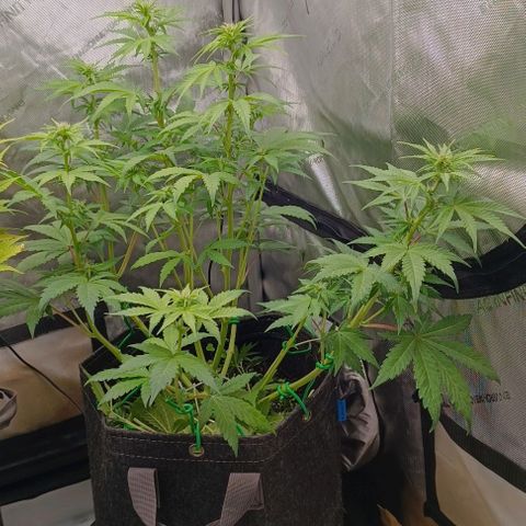 Wedding Cake Auto #03. 02 growlog timeline photo