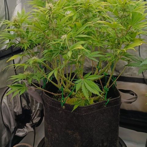 Purple Haze Auto #01. 10 growlog timeline photo
