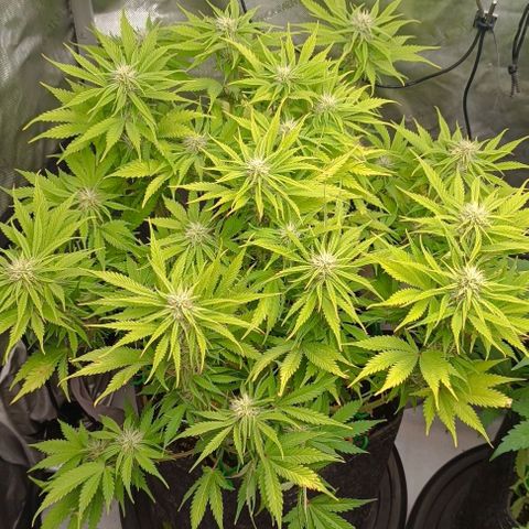 Purple Haze Auto #01. 10 growlog timeline photo