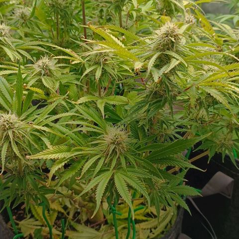 Purple Haze Auto #02. 06 growlog timeline photo