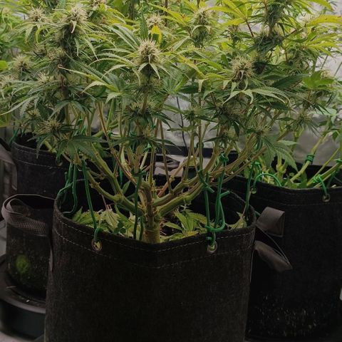 Purple Haze Auto #02. 06 growlog timeline photo