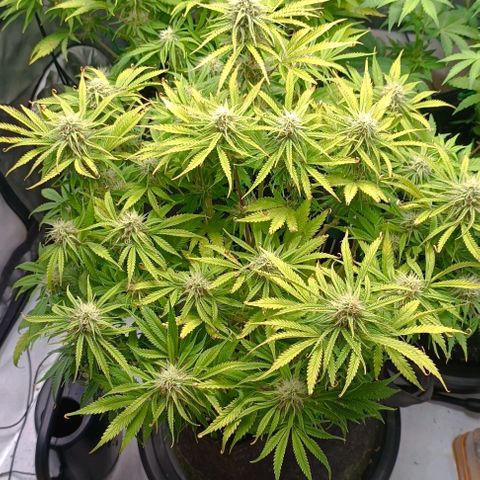 Purple Haze Auto #02. 06 growlog timeline photo