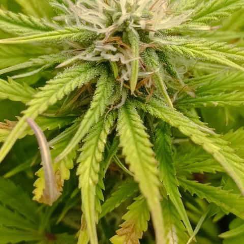 Purple Haze Auto #01. 10 growlog timeline photo
