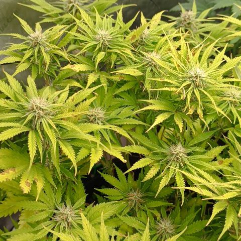 Purple Haze Auto #01. 10 growlog timeline photo