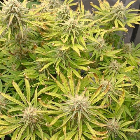 Purple Haze Auto #02. 06 growlog timeline photo