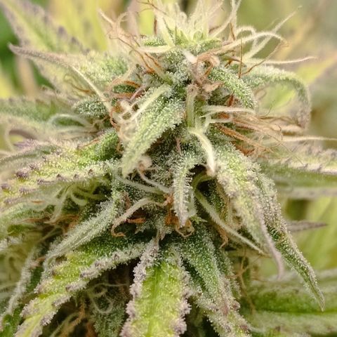 Purple Haze Auto #02. 06 growlog timeline photo
