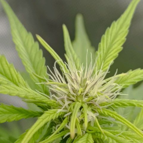 Wedding Cake Auto #03. 02 growlog timeline photo
