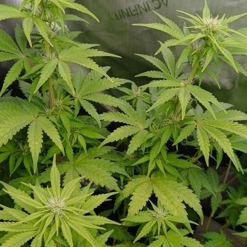 Wedding Cake Auto #03. 02 growlog timeline photo