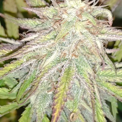 Purple Haze Auto #02. 06 growlog timeline photo