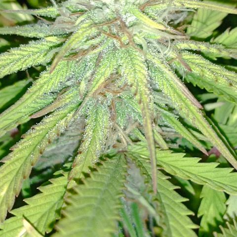 Purple Haze Auto #01. 10 growlog timeline photo