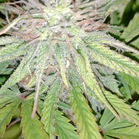 Purple Haze Auto #02. 06 growlog timeline photo