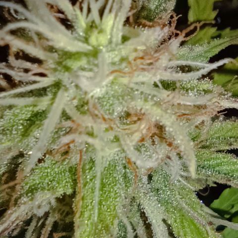 Purple Haze Auto #02. 06 growlog timeline photo