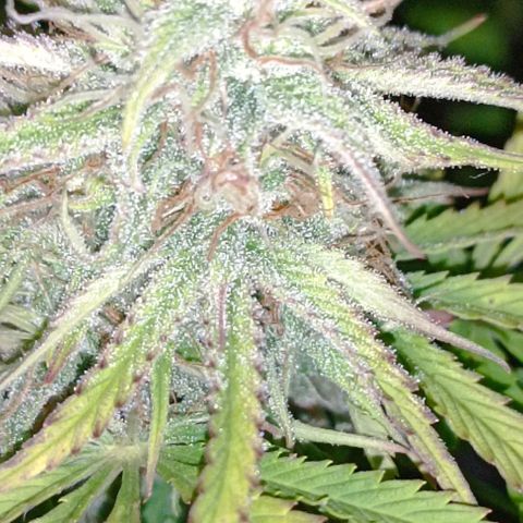 Purple Haze Auto #02. 06 growlog timeline photo