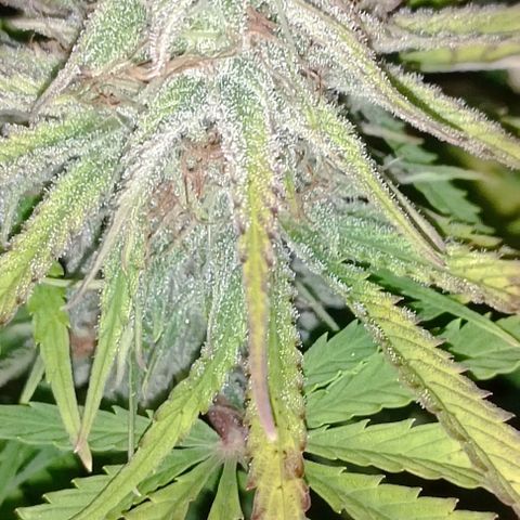 Purple Haze Auto #02. 06 growlog timeline photo