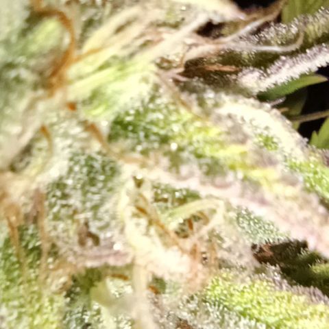 Purple Haze Auto #02. 06 growlog timeline photo