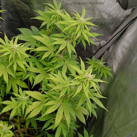 Wedding Cake Auto #03. 02 growlog timeline photo