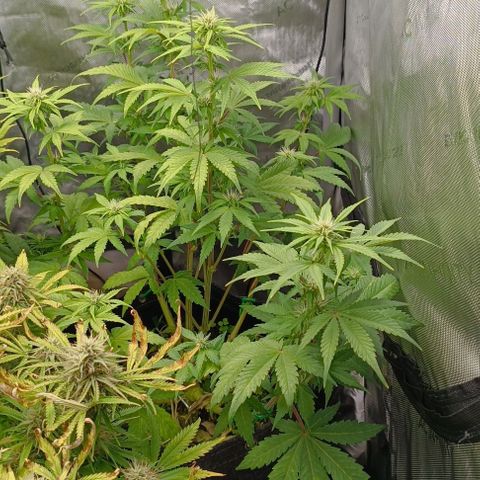 Wedding Cake Auto #03. 02 growlog timeline photo
