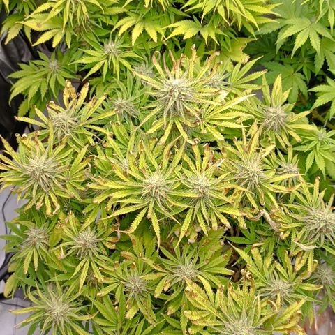Purple Haze Auto #02. 06 growlog timeline photo