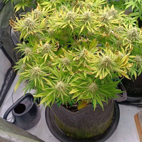 Purple Haze Auto #02. 06 growlog timeline photo