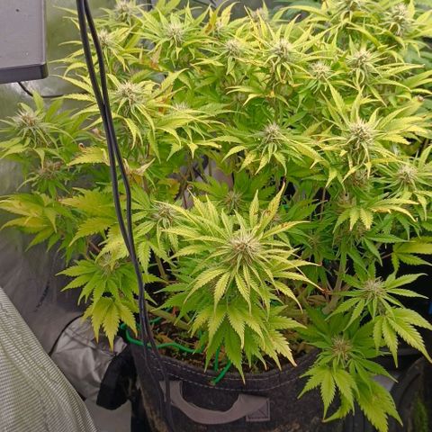 Purple Haze Auto #01. 10 growlog timeline photo