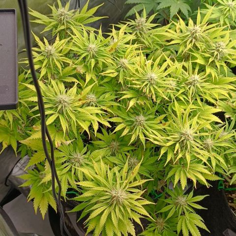 Purple Haze Auto #01. 10 growlog timeline photo