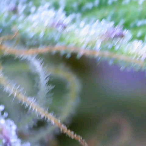 Purple Haze Auto #02. 06 growlog timeline photo