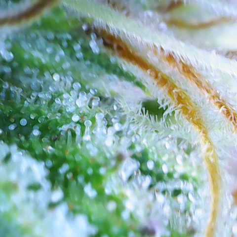 Purple Haze Auto #02. 06 growlog timeline photo