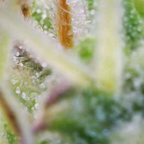 Purple Haze Auto #02. 06 growlog timeline photo